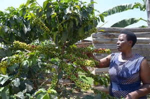 Coffee Growing