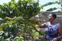 Coffee Growing